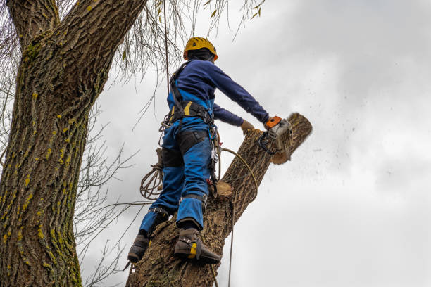 Best Tree Trimming Near Me  in Grant, MI